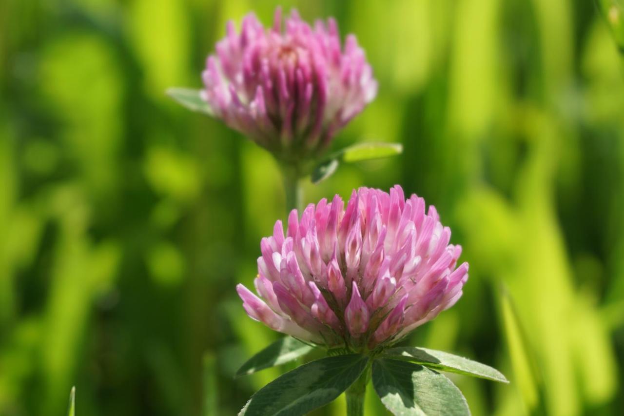 Appartements Blumenwiese ラムサウ・アム・ダッハシュタイン エクステリア 写真